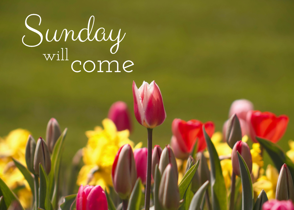 Tulips, green field, with the words, Sunday Will Come